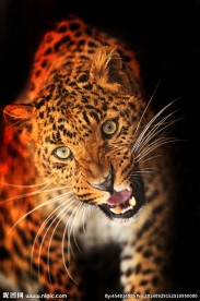 秦皇岛野生动物园猎豹