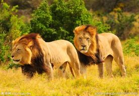 秦皇岛野生动物园狮子