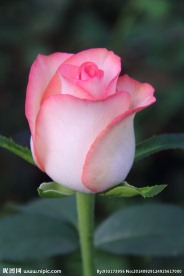 玫瑰花