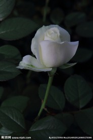 玫瑰花