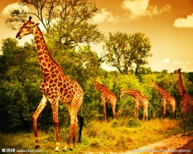 秦皇岛野生动物园鹿