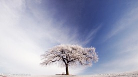 唯美风景图