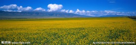 田野的油菜花