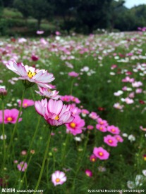 格桑花
