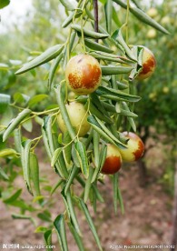 五颗成熟的枣子