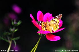 蝴蝶与花