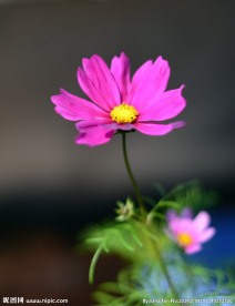 小花
