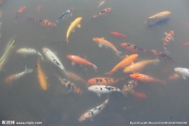 鱼儿争食