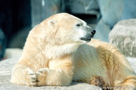 北极熊