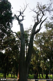 百年柏树