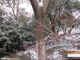 梅花