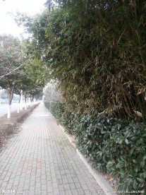 南方的人行道