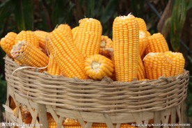 玉米