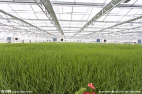 大棚水稻生长茂盛农业