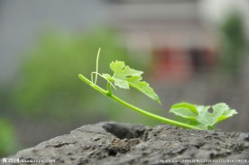 藤