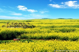 奥林匹克公园油菜花海