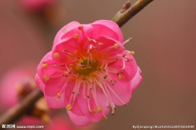 红色梅花图片