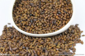 实物拍摄 决明子