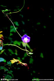 牵牛花