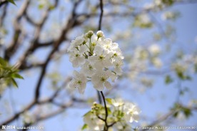 满山梨花