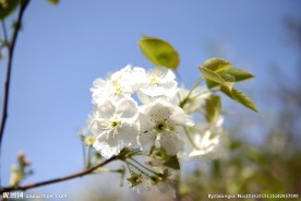 满山梨花