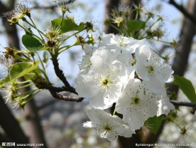 满山梨花