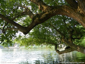 临水大树