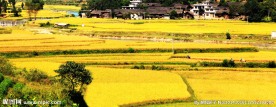 新农村