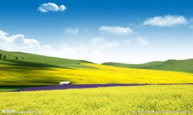 奥林匹克公园油菜花海