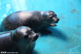 海豹