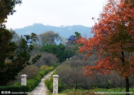 南京梅花山