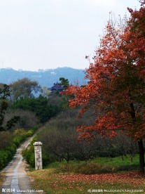 梅花山