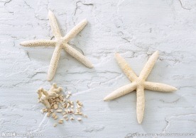 海星