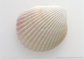 贝壳