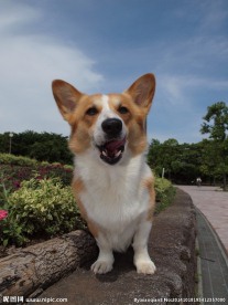 小狗狗