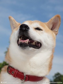 大黄狗
