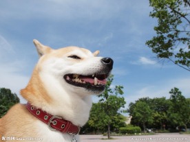 大黄狗