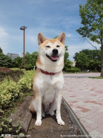 大黄狗