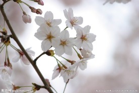 白花树枝