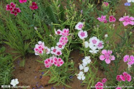 山花