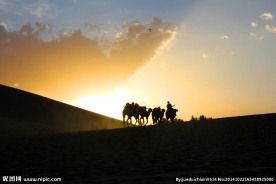 傍晚沙漠骆驼景色