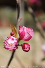 梅花