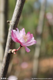 梅花