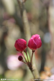 梅花