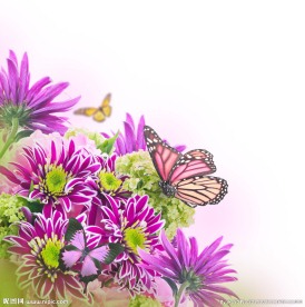 蝴蝶 鲜花