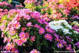奥林匹克公园花海