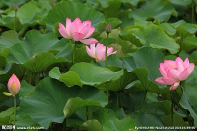 奥林匹克公园荷花