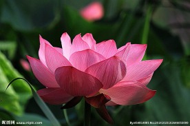 奥林匹克公园荷花