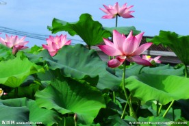 奥林匹克公园荷花