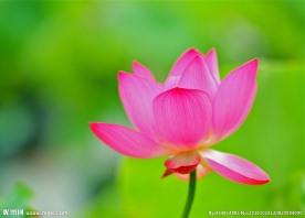 奥林匹克公园荷花